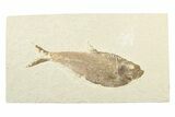 Fossil Fish (Diplomystus) - Wyoming #240365-1